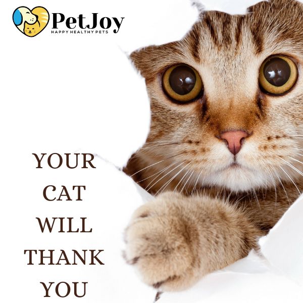 Advanced Daily Multivitamin for Cats