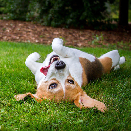 Green Keeper XL (120 count) - Subscribe and Save