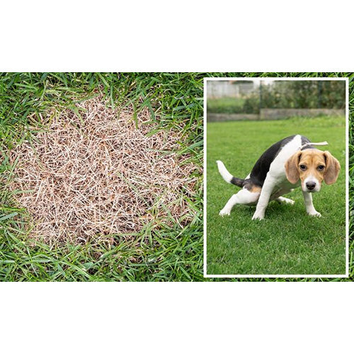 Green Keeper XL (120 count) - Subscribe and Save